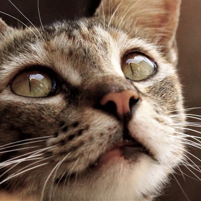 Cat Closeup • Images • WallpaperFusion by Binary Fortress ...